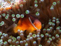 fiji_anemonefish1