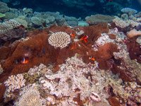 fiji_anemonefish2