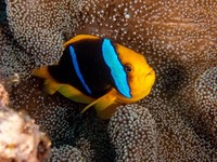 orangefin_anemonefish1