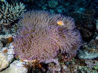 pink_anemonefish