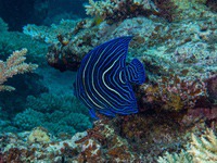 semicircle_angelfish-juvenile