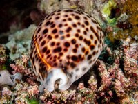 tiger_cowrie