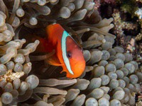 fiji_anemonefish