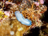 marine_blue_flatworm