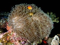 pink_anemonefish1