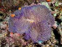 pink_anemonefish2