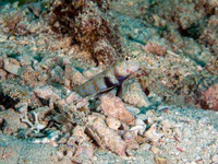 spotted_shrimpgoby