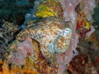 common_octopus