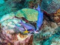 creole_wrasse