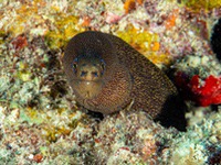 goldentail_moray1