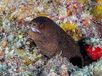 goldentail_moray2