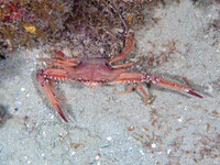 ocellate_swimming_crab