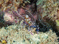 spotted_cleaner_shrimp