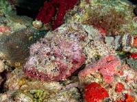 spotted_scorpionfish1