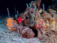 spotted_scorpionfish2