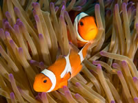anemonefish1-false_clown