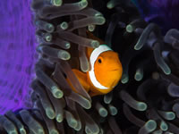 anemonefish2-false_clown