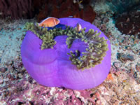 anemonefish4-pink