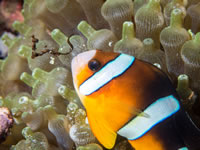 anemonefish5-clarks