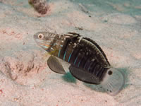 banded_goby