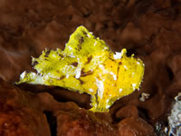 leaf_scorpionfish3