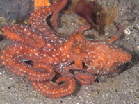 octopus-starry_night