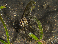 batavia_spadefish
