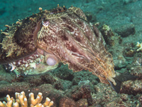 broadclub_cuttlefish1