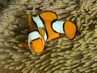 clown_anemonefish