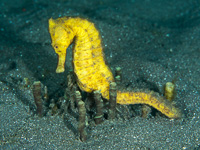 common_seahorse