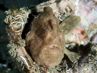 giant_frogfish