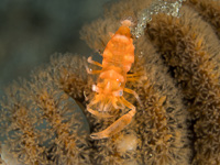 horned_sea_pen_shrimp