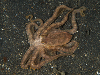 long_arm_octopus