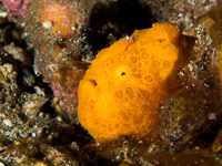 painted_frogfish