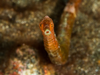 pipefish1
