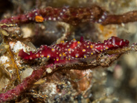 rosy_spindle_cowrie