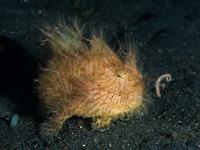 striated_frogfish1