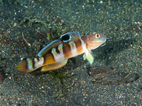 widebarred_goby