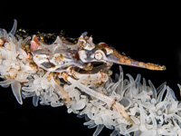 wire_coral_crab