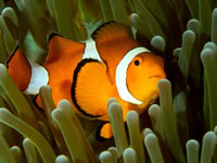 anemonefish1-false_clown