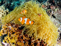 anemonefish3-false_clown