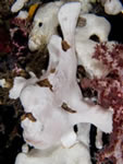 giant_frogfish