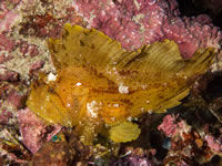 leaf_scorpionfish