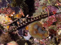 pipefish1-ringed