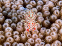 shrimp3-spiny_tiger