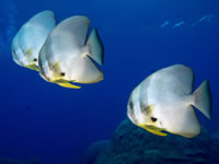 spadefish1-longfin