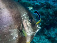 spadefish2-cleaning