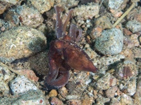 algae_octopus5