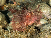 ambon_scorpionfish