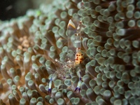 anemone_shrimp